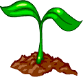 Seedling