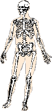 Skeletal body